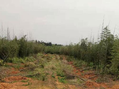 【胜诉故事】承包山林种的苗木却成抢栽抢种，冠领律师出手帮当事人两审两胜-图2