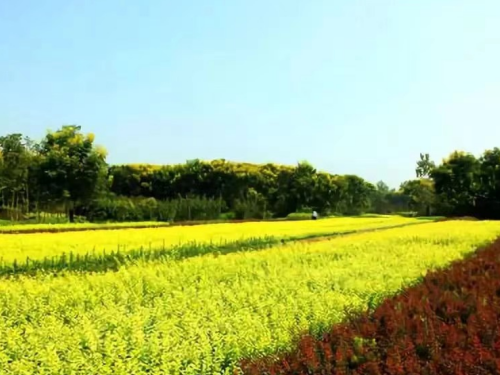 冠领律师代理广东梅州1.11亩土地诉不履行征收补偿安置职责纠纷案胜诉-1