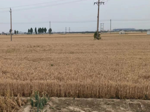 土地征收后拆迁补偿遭拖欠，冠领律师助四川村民获限期支付决定